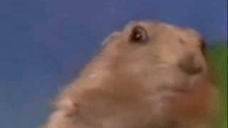 Dramatic Chipmunk