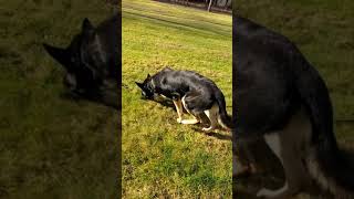 German Shepherd Schutzhund tracking/scent IGP nose work. His 3rd tracking session.