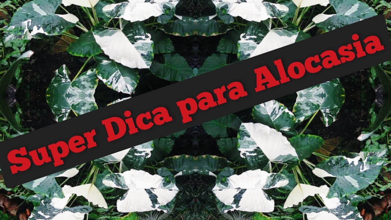 A MELHOR MANEIRA DE PODAR UMA ALOCASIA
