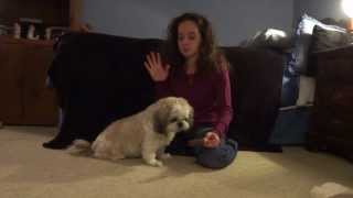 February 2014 Bark Box Review