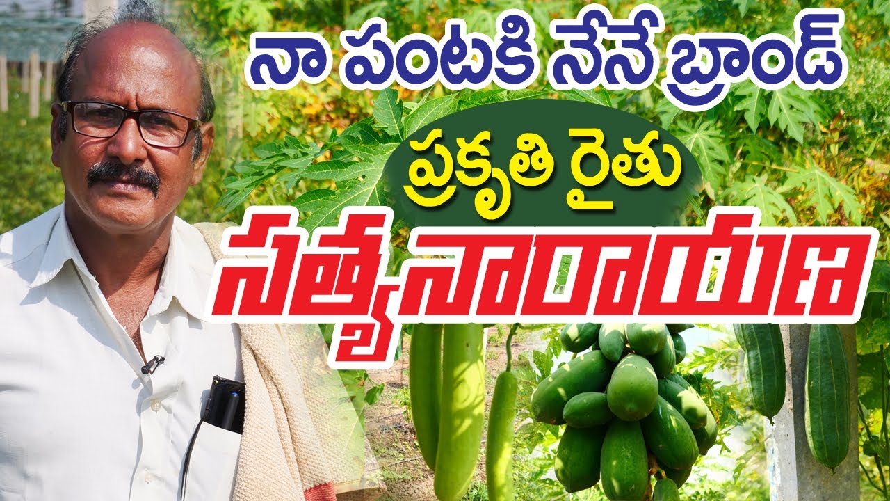 Natural Farming Success|ప్రకృతి పంటకి అతనే బ్రాండ్|ఆదర్శ రైతు సత్యనారాయణ 93900 82202
