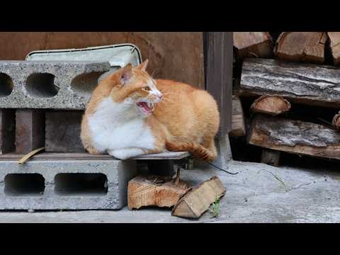 ぼーちゃんがライブ配信中! 260402