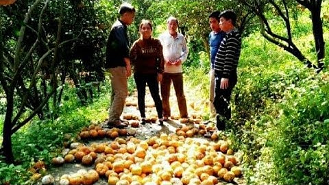 🔴 Hà Giang: 10.000 tấn cam rụng kín đường đi, lấp đầy khe suối, người nông dân biết phải làm sao?