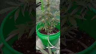 Seeds Genetics blueberry auto flower and zittiles auto flower update new things coming.