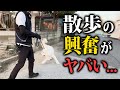 【実践】犬の散歩の興奮、ひっぱり、吠えをプロドッグトレーナーがしつけ改善します