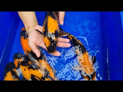 Video Cá Koi F1 Tuyển Giống sinh sản - youtube