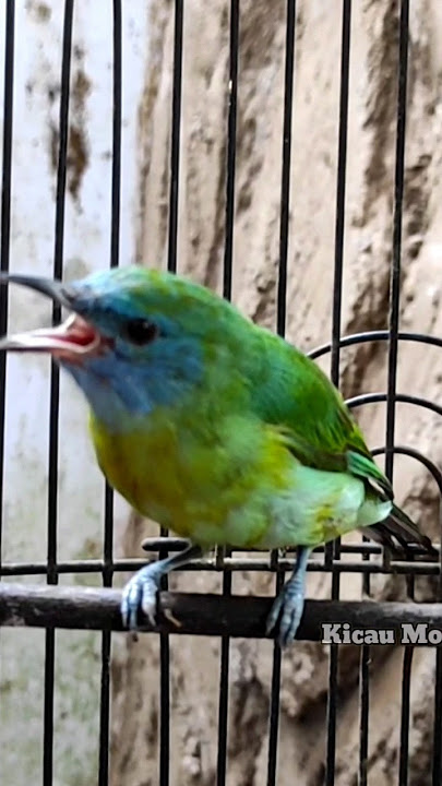 cucak kinoi betina gacor #kicaumonster #kicaumania #birds