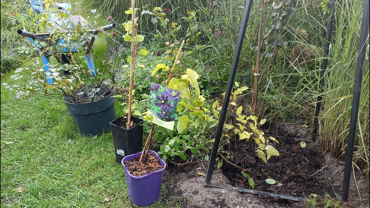 Jak sadzę róże i powojniki jesienią - na co zwracać uwagę - moje sposoby