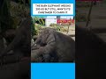 THE BABY ELEPHANT WEIGHS 200 KG BUT STILL WANTS ITS CARETAKER TO CARRY IT. #shorts