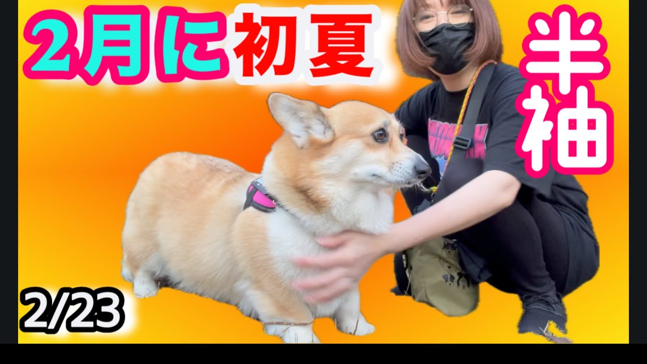 横浜半袖！初夏ってる！強風メガネしてコギさんぽ♡