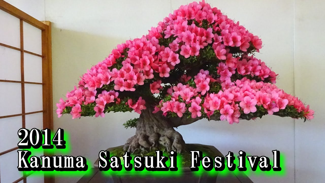 14 鹿沼さつき祭り 盆栽 Satsuki Azalea Bonsai Youtube
