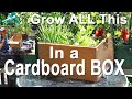 FREE Cardboard Box Garden HOW to Build a CHEAP Raised Bed DIY Fast & Easy Food Container Gardening