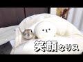 こたつで遊んで上機嫌になるリス