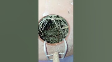 fone java season first breed ❤️ #foryou #viralvideo #birds #viralshorts #breeding#liked #foryourpage