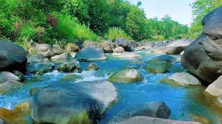 Gentle River Stream with Wind Through Trees | 11 Hours ASMR for Restful Night
