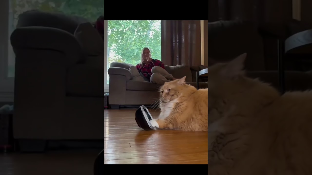 The CUTEST Chonk Cat Moments