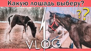 КАКУЮ ЛОШАДЬ Я ХОЧУ? Испытание Чудо Щетки для Линьки / VLOG