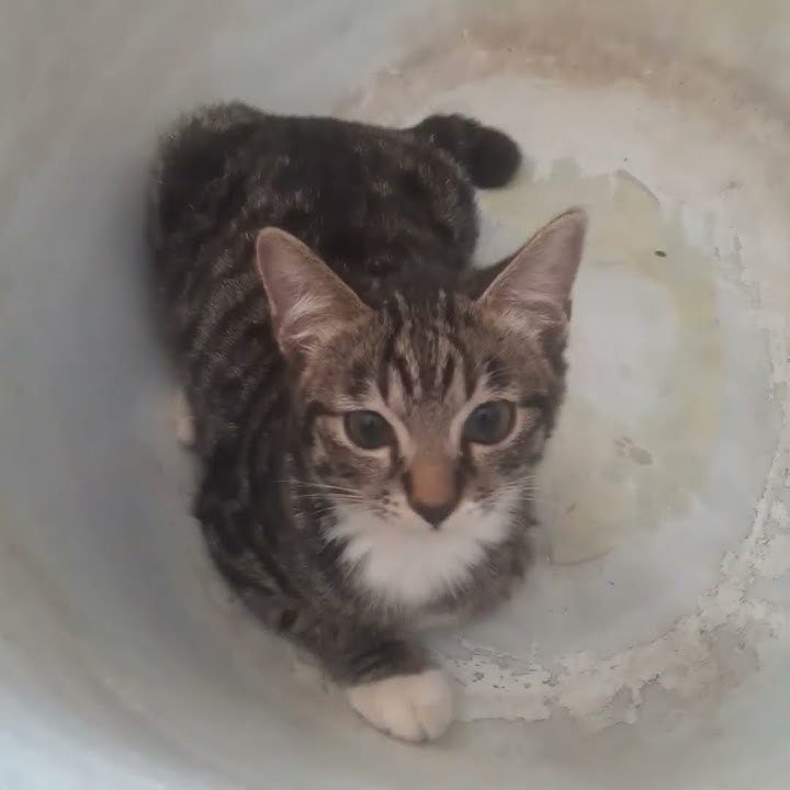 Kucing sedang mabuk minum air putih