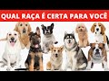 Análise das 4 principais RAÇAS de CÃES e da raça certa para você