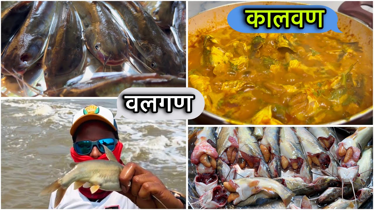 २०२४ ची पहिली वलगण | May महिन्यात भेटली गाबोलीन भरलेली चिवणी | आईने बनवला कालवण | Cooking | Recipe