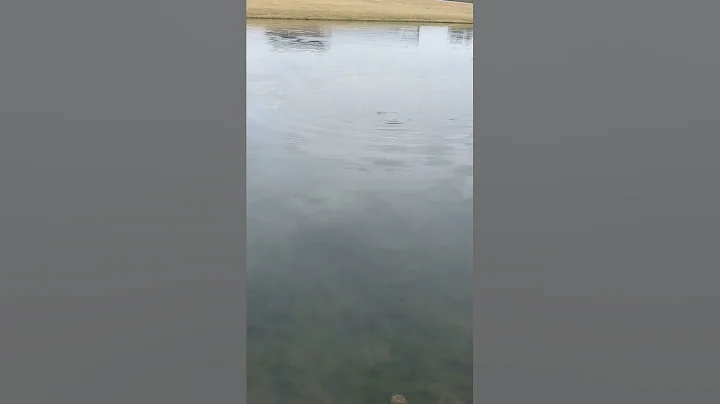 huge carp on ultra light