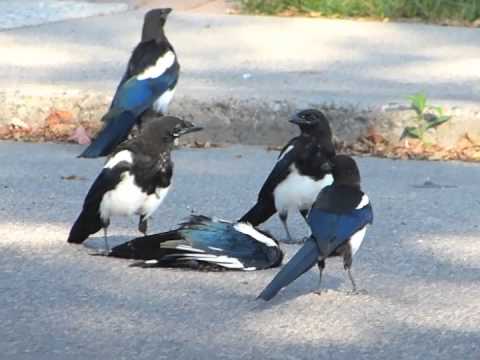 Magpie BIRD Barking like a DOG after being ADOPTED by a STAFFY.