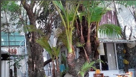 Cây dừa ta 38 đọt duy nhất ở miền Tây