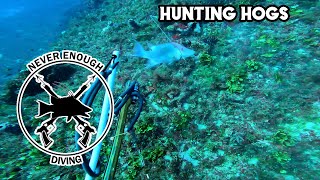Hunting Hogs off Florida's East Coast
