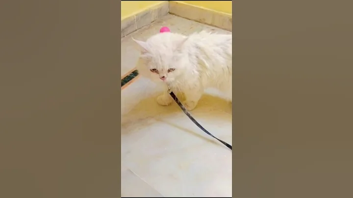 Watch the video about Big white Persian cat 🤍😎 #ytshorts #viralshorts #youtubeshort #shortvideo #trendingshorts #shorts