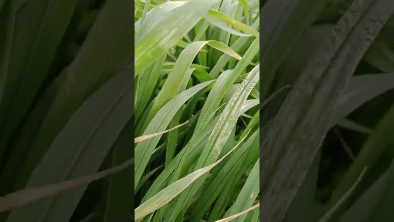 قاوم الزمير فوراً قبل ظهور الداليات في محصول القمح قاوم قبل أو بعد رية المحاياة