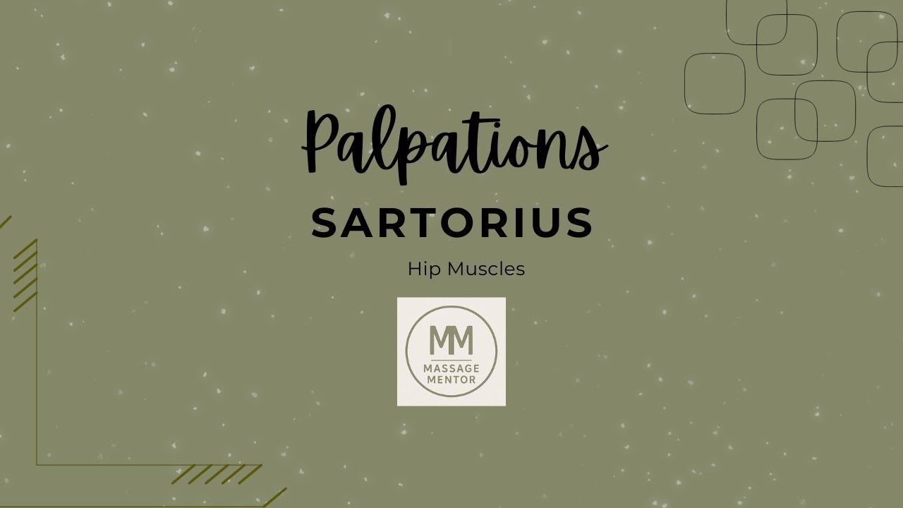 Sartorius Palpation