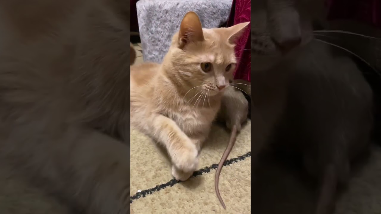 Cat and Rat - Adorable 