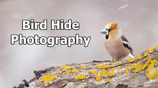 Bird Hide Photography in Bulgaria - Tips & Techniques in the Snow - with my DSLR (Canon 1DX)
