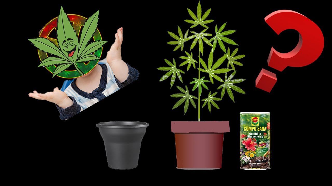 Cannabis Pflanze umtopfen | Growtagebuch Tag 42 - YouTube