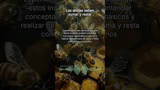 Las abejas saben sumar y restar
