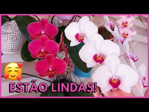 Vídeo: Belezas graciosas das orquídeas: cuidado em casa. Phalaenopsis