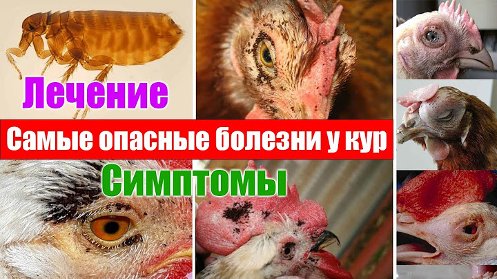 Chickens don't lay eggs, what to do | how to make chickens lay eggs