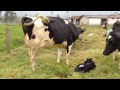 Fases de la gestación en bovinos | La Finca de Hoy