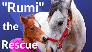 ¡RESCUE PONY recibe su primer AJUSTE QUIROPRÁCTICO!