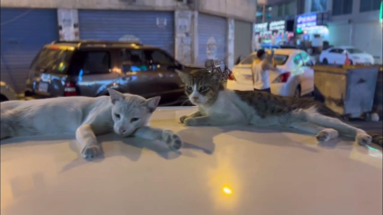 I THINK BAHRAIN ( MIDDLE EAST) is THE BIGGEST STREET CATS POPULATION 🤫😻