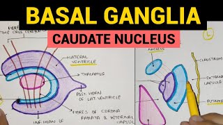 Basal Ganglia - 1 | Caudate Nucleus