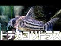 個人史上最大級コリドラス導入。#268【アクアリウム】