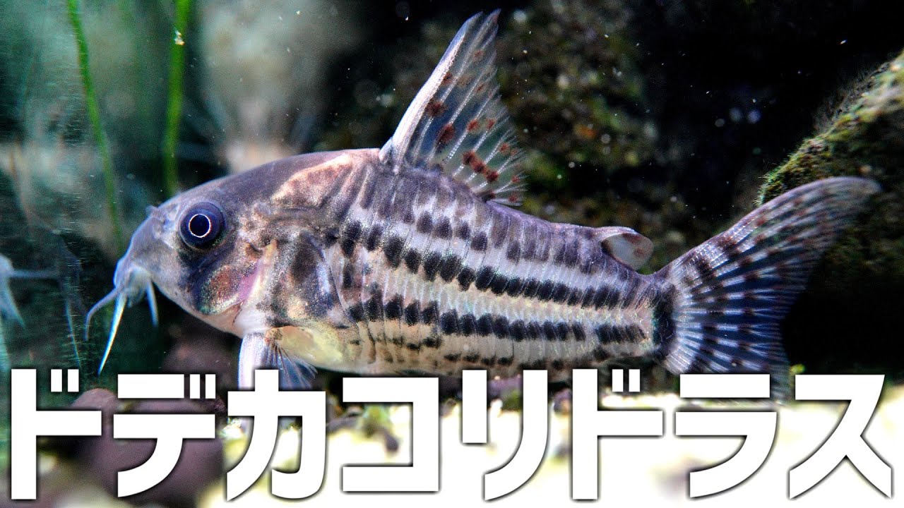 個人史上最大級コリドラス導入。#268【アクアリウム】