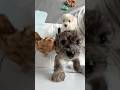 #puppy #poodlemix #bichonhavanese #cute #bluemerle #toypoodle #bichonfrise