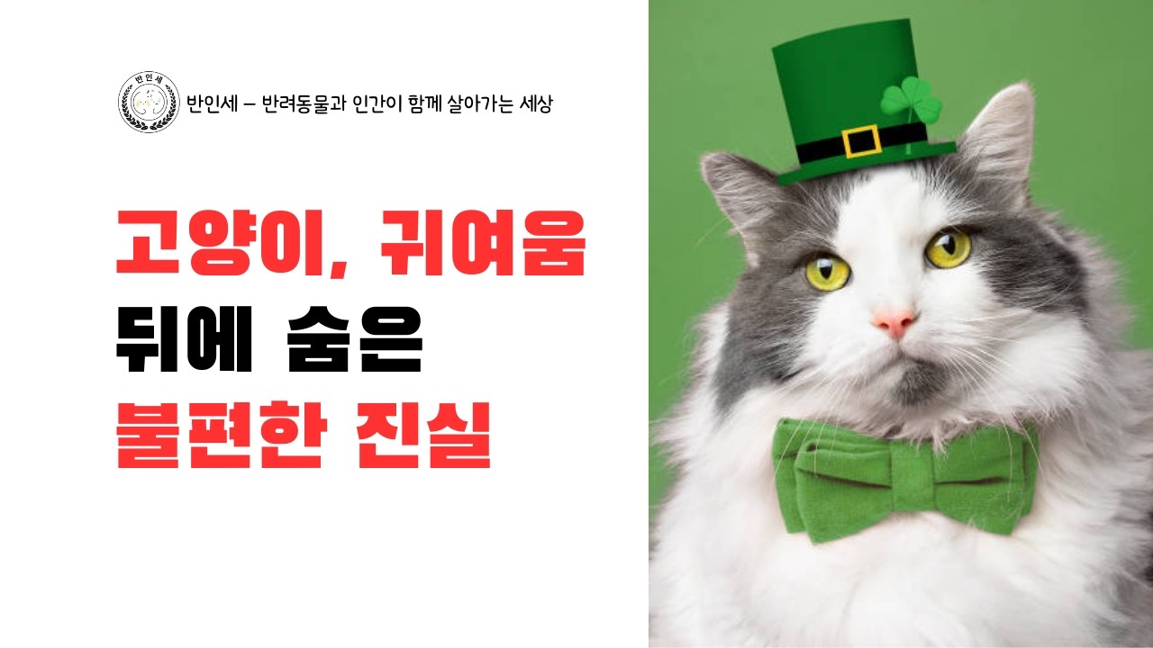 고양이 귀여움 뒤에 숨은 불편한 진실 - 롱폼