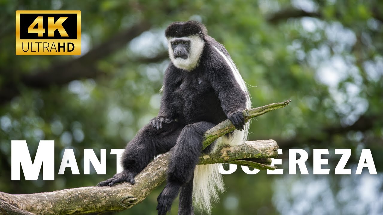 Mantled Guereza 4k the type of Monkey only found in Africa