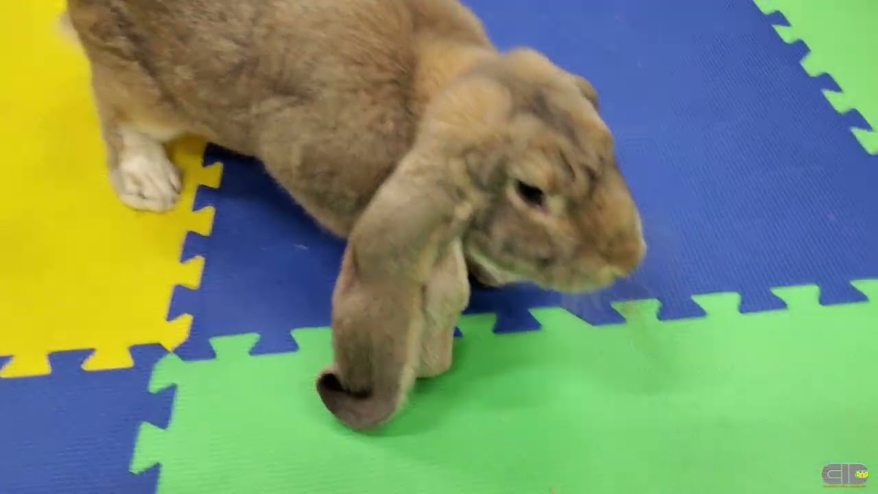 うさぎ 垂れ耳 グレー ミモザちゃん 親うさ 垂れ耳うさぎ ロップイヤー