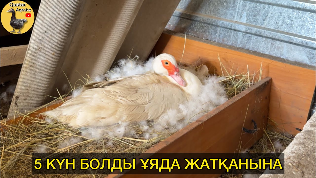 4 индоутка ұяда жатыр. 01.05.2025ж