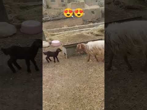 روستاگردی   موسیقی روستای گردشگری روستایی طبیعتگردی طبیعت  کلیپ دامغان