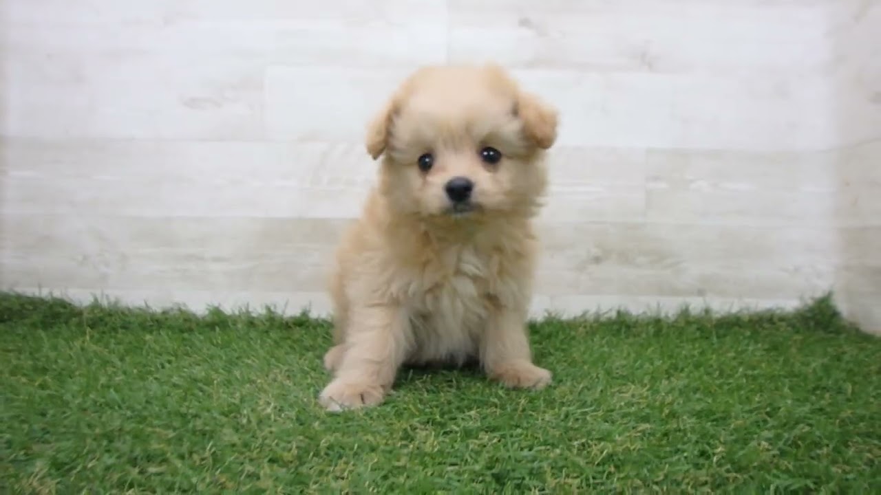 犬好き1/2 熱中症対策】【在庫限り】犬介護 クークチュール クール×クールプラス